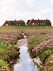 Hallig Grde